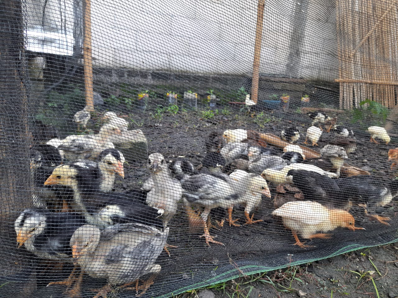 Berapa modal awal untuk beternak ayam kampung?